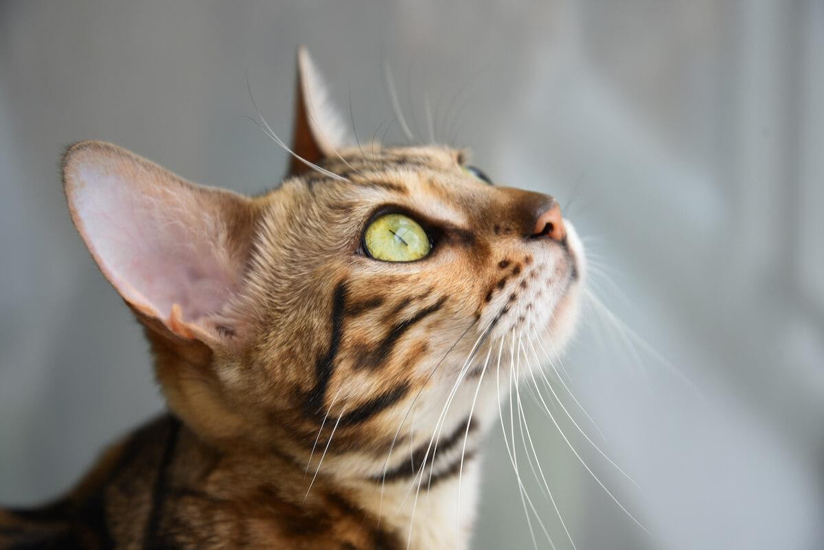 Di Cosa Sono Fatti I Baffi Dei Gatti